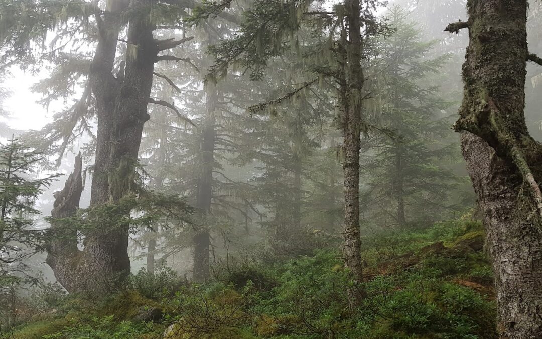 Plan National d’Action pour les Vieux bois et les forêts subnaturelles : où en est la France ?