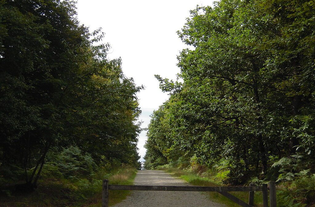 Nouvelle Réserve Biologique Intégrale en Bretagne : la Forêt de la Corbière